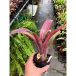 漫活雨林 BILLBERGIA DOROTHY BERG 桃紅出藝 /水塔積水鳳梨/觀賞/園藝