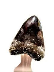 INCREDIBLE QUALITY MEGALODON FOSSIL SHARK TOOTH OUTSTANDING CONDITION