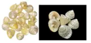 2 Very Rare Moti Shankh Natural Sea Shell PEARL CONCH MONEY Wealth Success Luck
