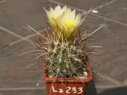 Sclerocactus parviflorus ssp. terrae-canyonae Lz 233 - 10 seeds -VERY RARE