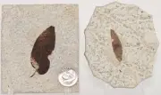 Fossil Leaf Set of 2 Green River Formation Wyoming COA 10063