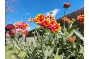 GAILLARDIA / Blanket Flower 'Lorenzianna Mix' seeds