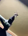 Griffith’s Gnat