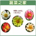 【蔬菜之家】H26.大理花(混合色，高30~40CM)種子 (共兩種包裝可選)