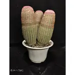 紫太陽_新手必收_4吋盆_5吋盆_萌萌多肉🔹ECHINOCEREUS RIGIDISSIMUS🌵肉仙人