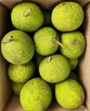 Black Walnuts In Hull Walnut Seeds Ohio Grown Harvested Daily 8lb(50-65) Organic