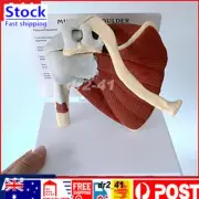 Life Size Human Shoulder Joint Model Skeleton Model Human Anatomy Model._㊉