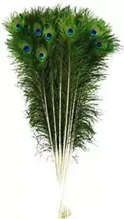 Peacock Feather Full Length, Original, Size 30 Inch (12 pcs)