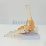Life Size Foot Joint with Ligaments Anatomical Skeleton Model Medical Anatomy