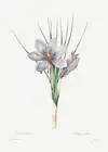 Autumn Crocus - 1800's - Pierre-Joseph Redoute - Botanical Illustration Poster