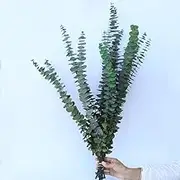 Xiao Hua 10 Dry Eucalyptus Stems 16-24 inches, Real Eucalyptus Shower Hanging 100% Made of Fresh Eucalyptus Leaves, Wedding, Home, Farmhouse Decoration DIY Spring Decoration, Green