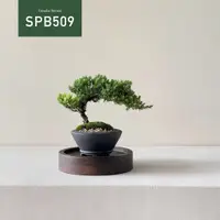 在飛比找蝦皮購物優惠-【Tanaka Bonsai】SPB509 珍珠柏盆景（不含