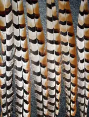 2 Venery Pheasant Tail Feathers LONG 20" -25" length