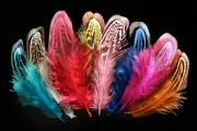 50 pcs Assorted Loose Cock Pheasant Plume Feathers Shoulder Fly Tying Materials
