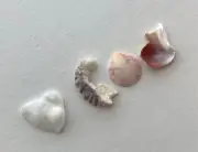 Natural Letter Shaped ❤️God beach shells oyster seashell word craft art sign USA