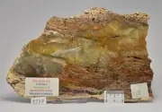 MICROBIAL MAT, Dresser Fmt, Stromatolite, North Pole Dome 310g, S739