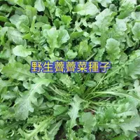 在飛比找蝦皮購物優惠-免運  發票收據高發芽 高產純野生薺菜種子 薺薺菜 野菜薺菜