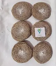 VVOS® Herbal Handmade Ramacham Bath Scrubber | Natural Vetiver (Khus) Bathing Solution | Pack of 6 Eco-Friendly Exfoliating Scrubbers for Refreshing Cleanse