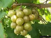 Buy Achilles Muscadine Grape Vine Plant - Vitis rotundifolia