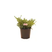 200mm Dwarf Pink Diosma - Coleonema compacta