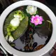 園藝擺件 庭院佈置 花園擺件 戶外擺件水缸造景魚缸魚池裝飾造景戶外花園創意仿真鴨子青蛙流水漂浮擺件