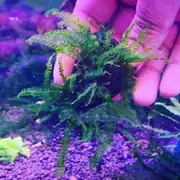 Cameroon Moss For Fish Shrimp Snail Tank Aquarium