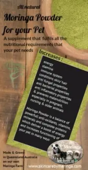 Moringa Oleifera Powder Stamina Boost For Dogs & Cats Australian Made & Grown