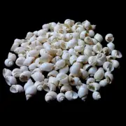 Small Tun White Shells Natural Sea Shell approx.200 pcs 1/2 Pound