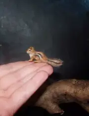 Chipmunk Artisan Made to order OOAK 1:12 Miniature Dollhouse handmade squirrel