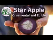 Star Apple Fruit Trees (Chrysophyllum caimito)