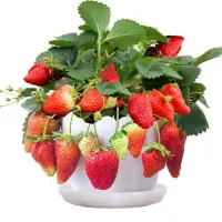 在飛比找蝦皮購物優惠-【草莓種子】四季草莓籽 盆栽種子 陽台庭院綠植 當年結果 四