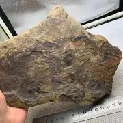 1420 grams of Early Cambrian Lederiki trilobite fossils from Guizhou