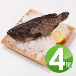 【華得水產】特大龍虎斑石斑魚4尾(500-600G/尾)