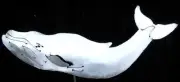 BLUE WHALE Ocean Beach House Metal Lawn Yard Art Stake