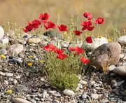POPPY 'Flanders Red' seeds