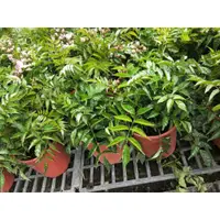 在飛比找蝦皮購物優惠-花園植物工坊♥觀葉植物♥紫雲藤♥6吋盆♥