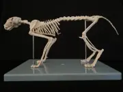 Anatomical Cat/Feline Skeleton Model - Medical Veterinary Anatomy