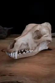 Dingo Skull - Australian - Replica - Quality Piece - FREE delivery world wide