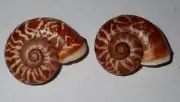 31 , 32 mm 2 Pcs GREAT Cyclotus Auriculatus Land Snail Shell #AB1 From Bengkulu