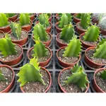 🌵多肉植物、仙人掌🌵【 龍骨 】3吋盆