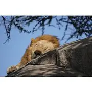Save 5.00%! 4 Days Group Serengeti Safari
