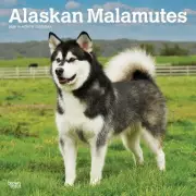 BrownTrout, Alaskan Malamutes 2025 Wall Calendar