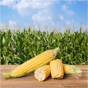 Corn Sweet - Jolly Roger seeds