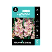 Bloomin' Bulbs Gladioli Priscilla Bulbs - 5 Pack