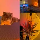 USB Sunset Light LED Rainbow Neon Night Lamp Sunset Projector