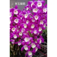 在飛比找蝦皮購物優惠-石斛蘭 春石斛 紅夢幻 微香 非常會開花