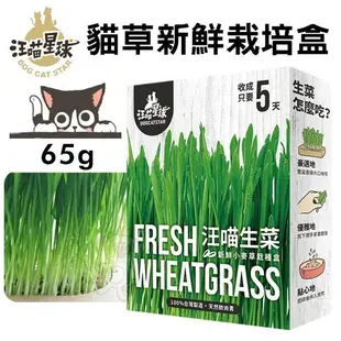 DogCatStar汪喵星球 貓草新鮮栽培盒65g 長超快 5天收成 貓草 貓零食『WANG』