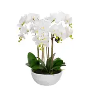 Glamorous Fusion Phalaenopsis Orchid Artificial Plant Flower Decorative 55cm Cer