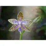 原生種藍路德蝴蝶蘭分生苗1.7吋