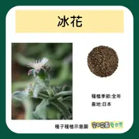 在飛比找蝦皮購物優惠-【台灣出貨 電子發票】冰花 種子110粒 菜籽 水晶冰菜 水